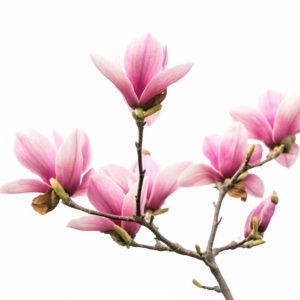 Tuoksuöljy magnolia
