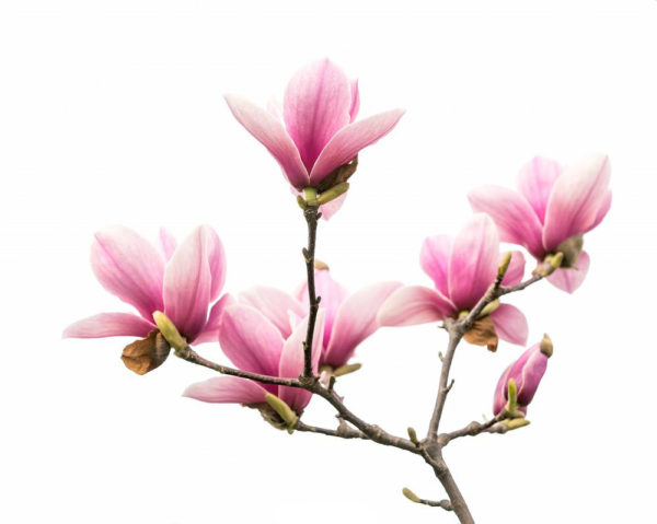 Tuoksuöljy magnolia