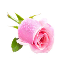 Tuoksuöljy Pinkki ruusu